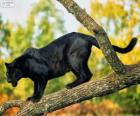 Пантера, черный на ветке дерева